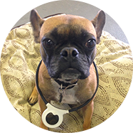 holistic veterinary services