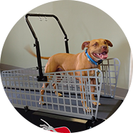holistic veterinary services