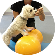 holistic veterinary services